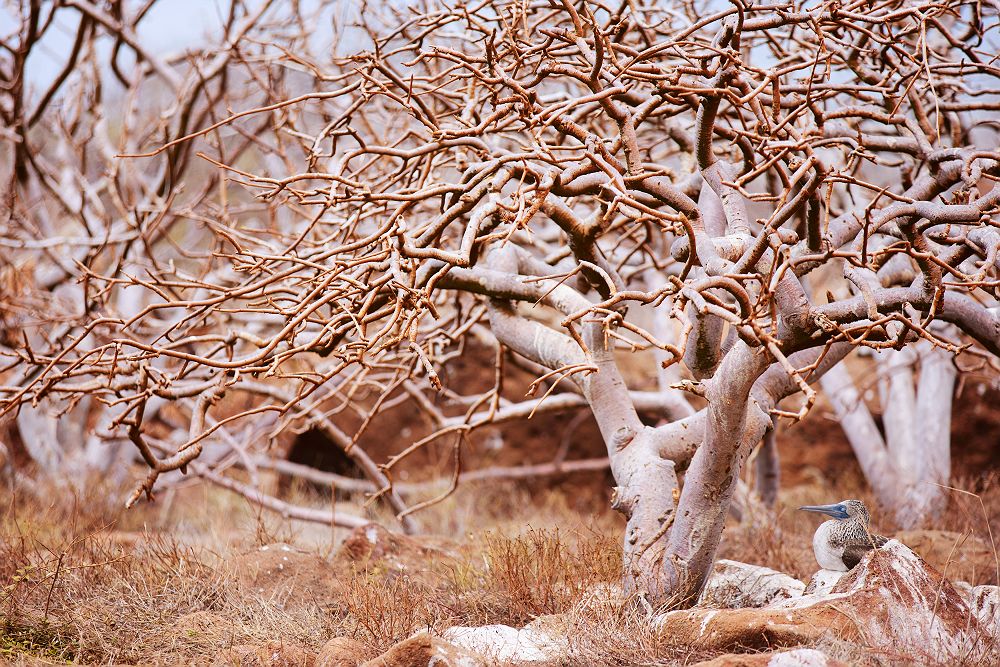 Oiseau (Fou à pieds bleus) près d'un arbre dans les Iles Galapagos - Equateur