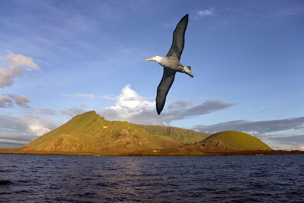 Oiseau Albatros qui vole devant un volcan sur Isabela Island (Ile Isabela) sur les Iles Galapagos