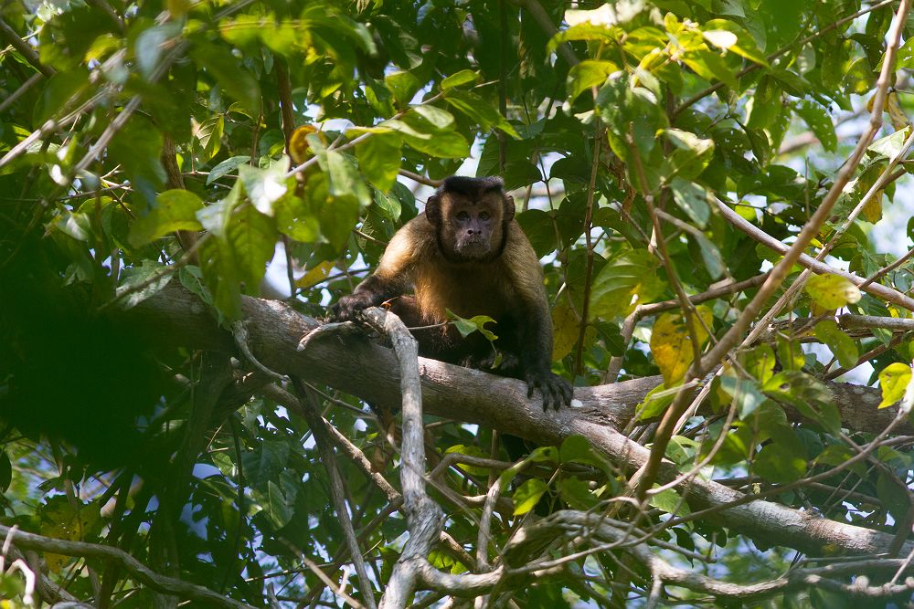 Croisière Amazon Dream, Singe Zig Zog - Brésil