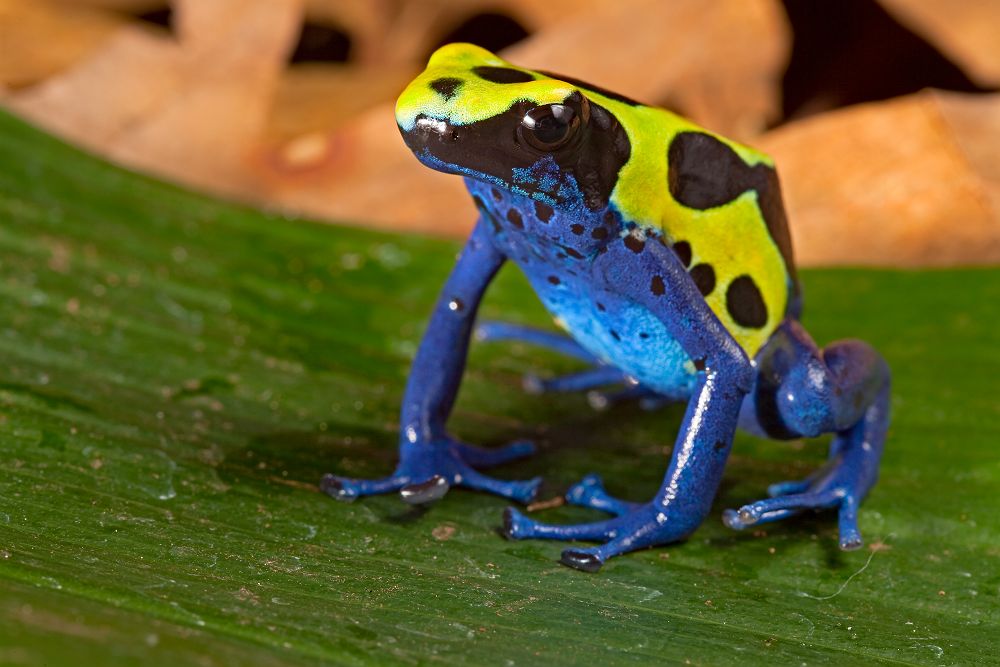 Grenouille dans la forêt Amazonienne