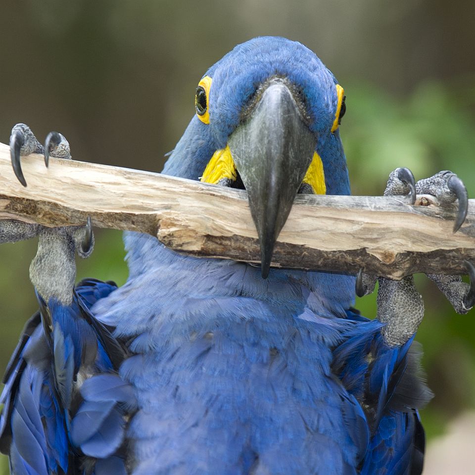 Perroquet au Pantanal - Brésil