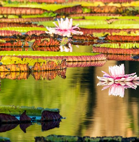 Brésil - Nénuphars géants (Victoria Regia) dans les eaux amazoniennes