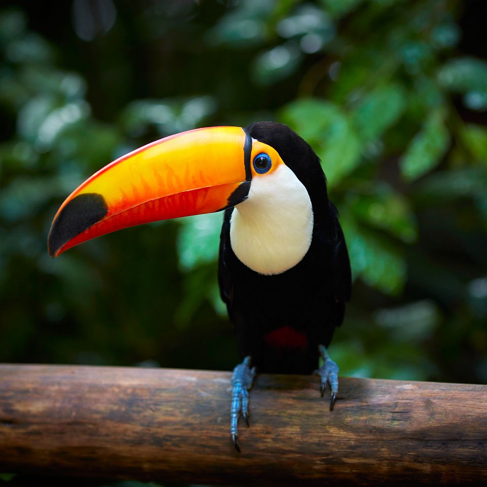 Toucan dans la foret tropicale du Brésil 