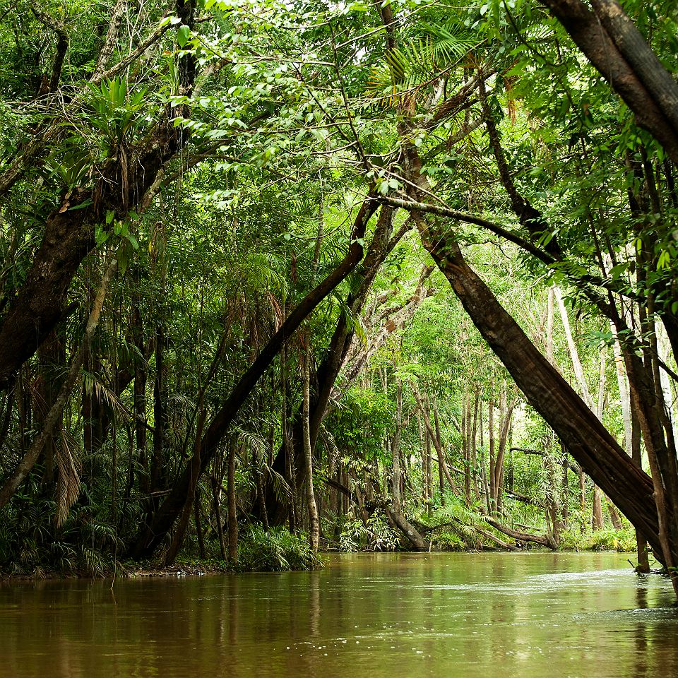 Forêt amazonienne au Brésil