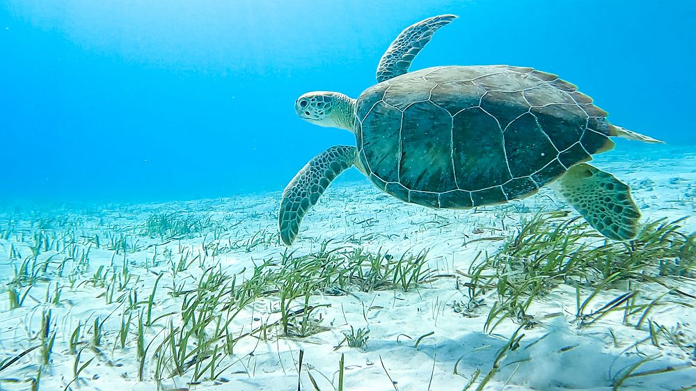 Dream Yacht Worldwild tortue eaux christalines