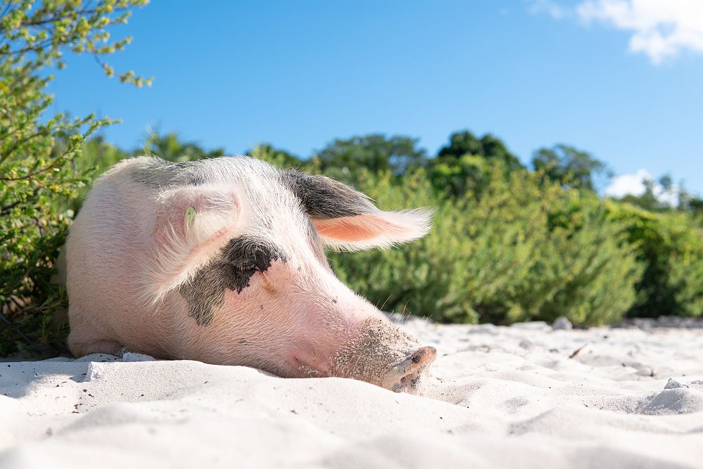 Dream Yacht Worldwild cochon Exhumas