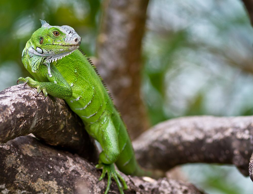 Iguane vert en Guadeloupe