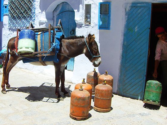 Âne dans les rues de Chefchaouen