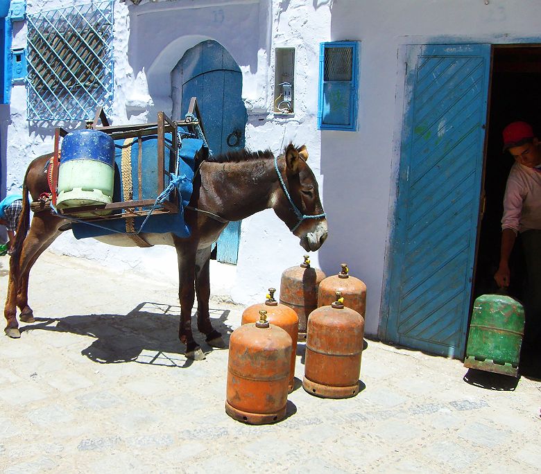 Âne dans les rues de Chefchaouen