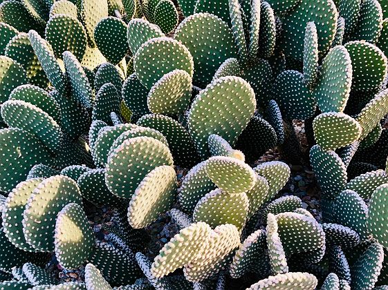 Cactus au Desert Botanical Garden, Phoenix