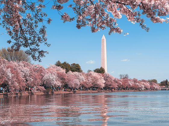 Washington Monument printemps fleurs rose