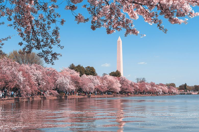 Washington Monument printemps fleurs rose