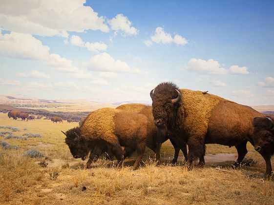 Bisons dans le Parc de Yellowstone, dans le Wyoming - Etats Unis