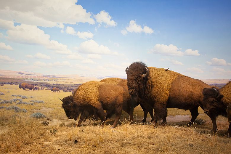Bisons dans le Parc de Yellowstone, dans le Wyoming - Etats Unis