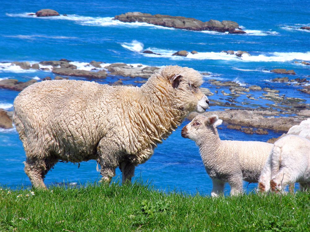 Moutons en Nouvelle Zélande