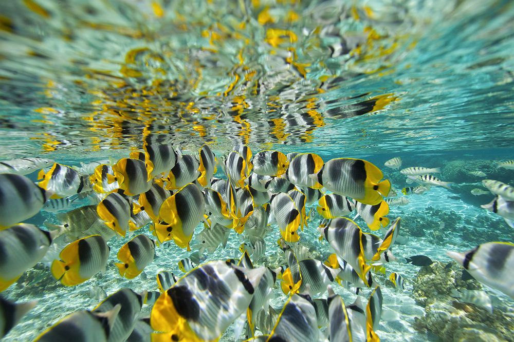 Snorkeling sur l'ile de Tahaa