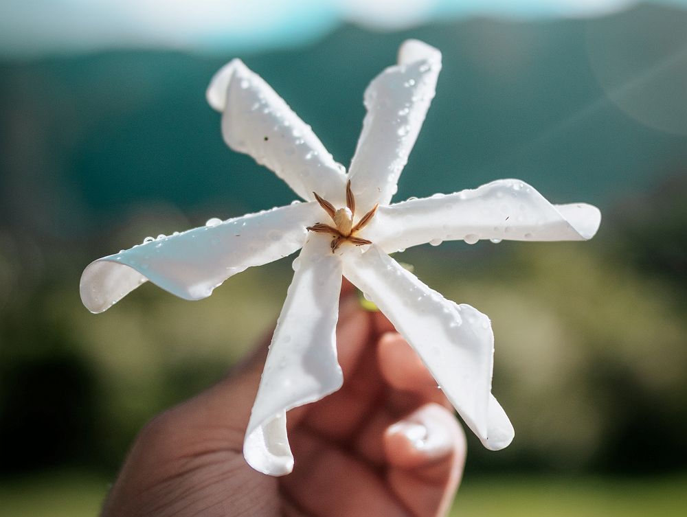 Fleur de tiaré Moorea - Polynésie