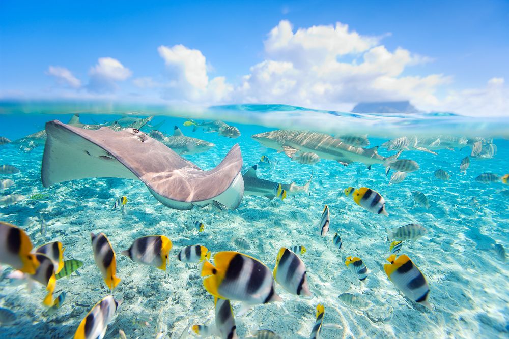 Poissons tropicaux dans un lagon de Bora Bora - Polynésie