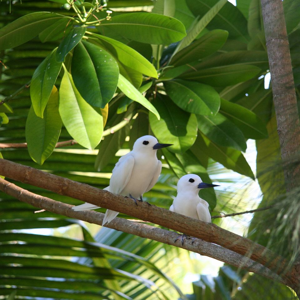 Sternes aux Seychelles