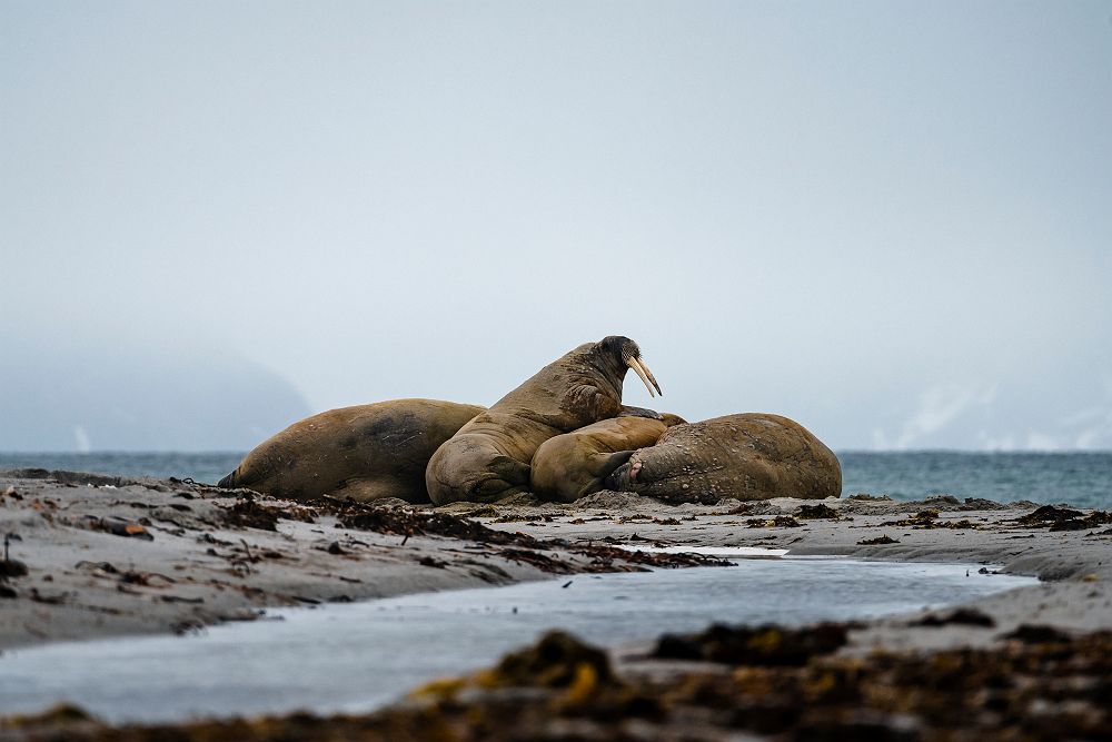 Morse dans le Spitzberg