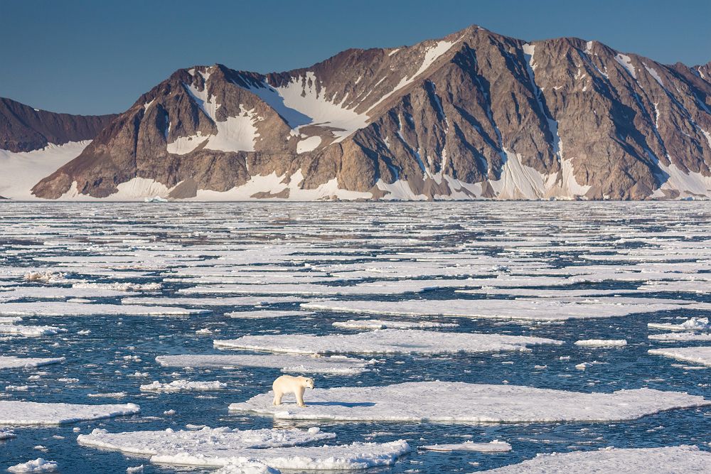 Polar Bear Quark Expediton