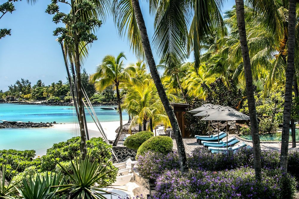 Royal Palm beachcomber
