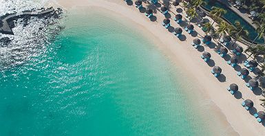 Royal Palm beachcomber
