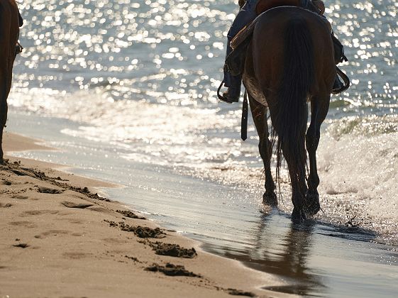 Balade à cheval sur la plage - Mykonos Grèce