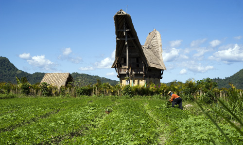 voyage_indonesie_decouvrir_pays_toraja_celebes