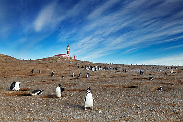 Pingouins sur l'Île Magdalena dans le détroit de Magellan - Chili