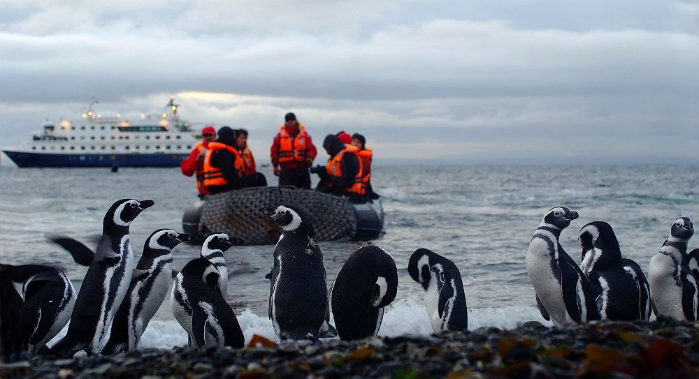Croisière Australis - Cape Horn & Patagonie, Pingouins