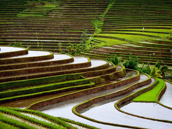 Rizières en terrasse de Belimbing, Bali - Indonésie