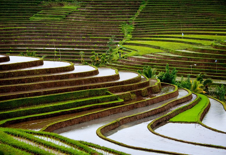 Rizières en terrasse de Belimbing, Bali - Indonésie