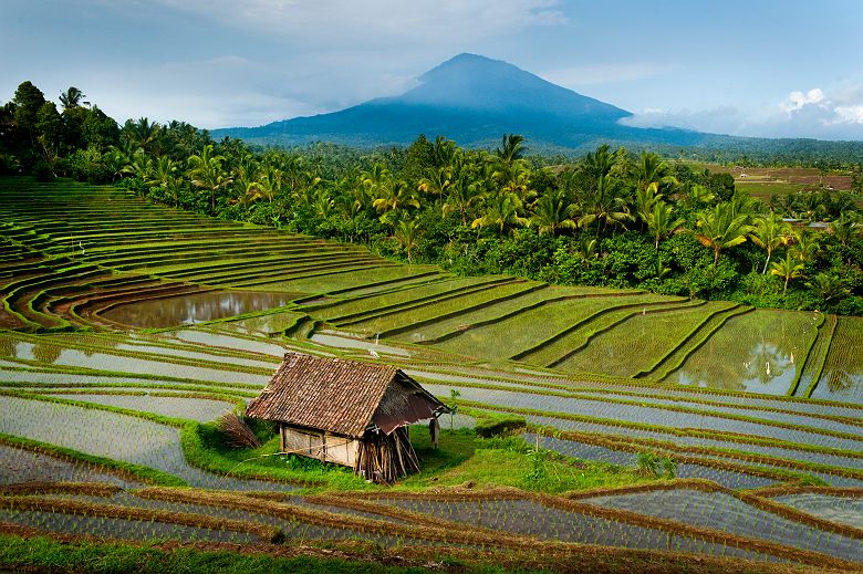 Rizières en terrasse de Belimbing, Bali - Indonésie