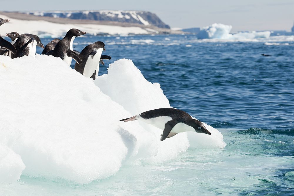 Croisière Quark Antarctique