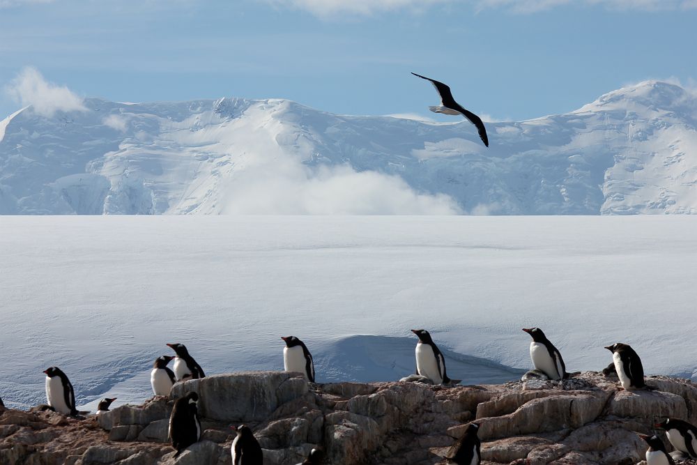 Croisière Quark Antarctique