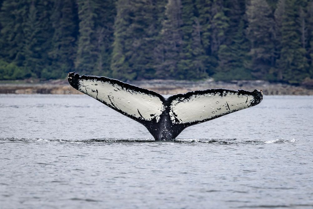MS Roald Amundsen queue de baleine Humpback 