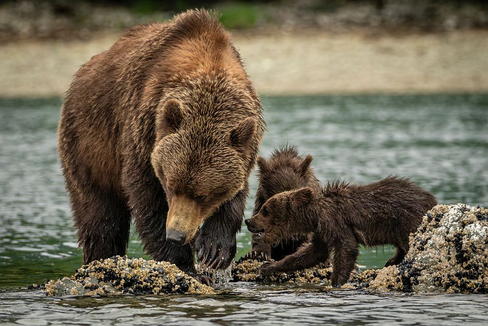 famille ours brun rivière croisière HX @Oscar Farerra