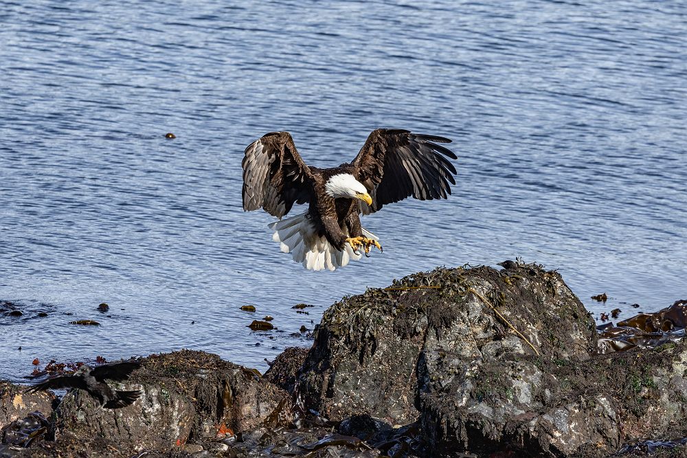 MS Roald Amundsen aigle Bald Eagle @ted_gatlin