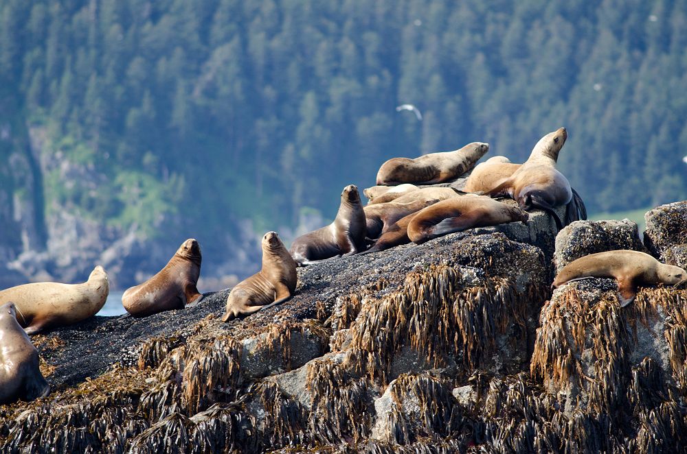 Phoques dans le Parc national de Kenai Fjords - Alaska