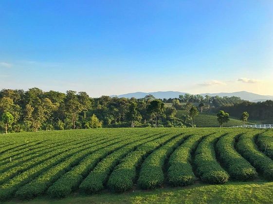Plantations de thé à Chiang Rai - Thaïlande