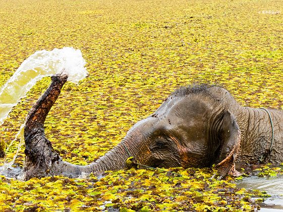 Elephant prenant un bain - Laos