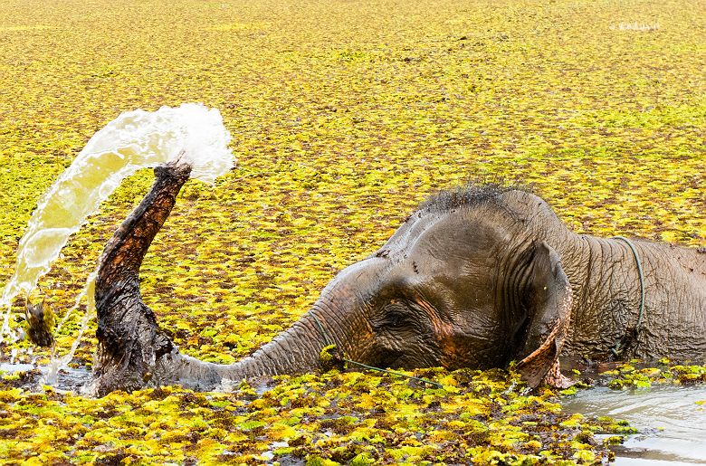 Elephant prenant un bain - Laos