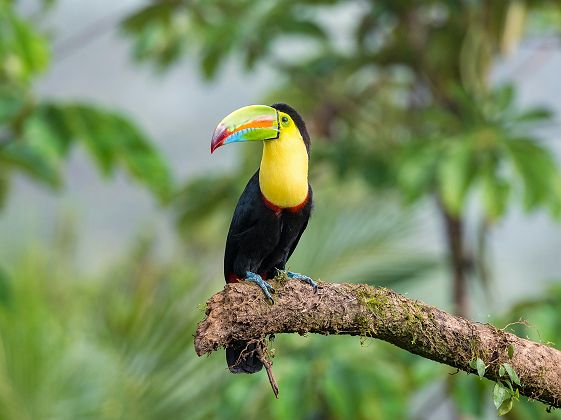 Boca Tapada - Costa Rica
