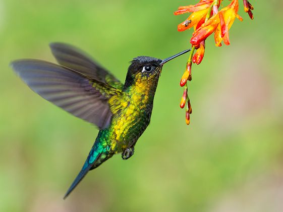 Costa Rica - Portrait d'un colibri insigne en vol autour d'une fleur