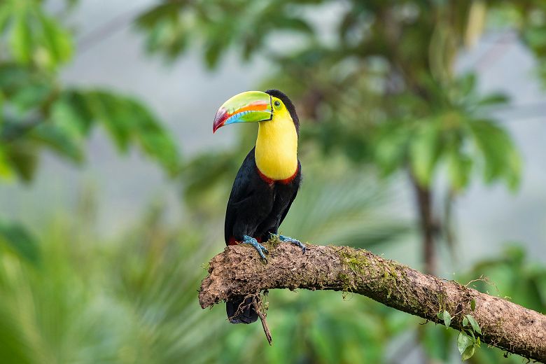 Boca Tapada - Costa Rica