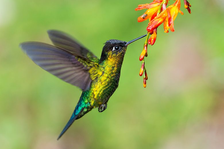 Costa Rica - Portrait d'un colibri insigne en vol autour d'une fleur