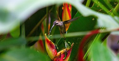 Colibri au Costa Rica
