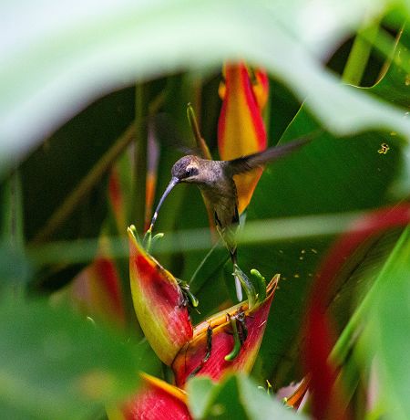 Colibri au Costa Rica