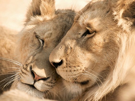Couple de lions